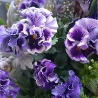 パンジー,ベランダガーデン,フリルパンジー,花のある暮らし,今日のお花の画像