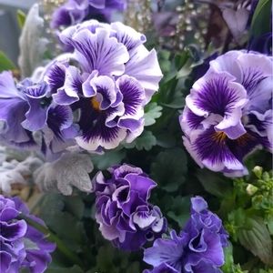 パンジー,ベランダガーデン,フリルパンジー,花のある暮らし,今日のお花の画像