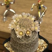 サボテン,マミラリア・曙,マミラリア,サボテンの花,お花咲かせ隊の画像