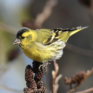 ハンノキ,自然観察,散策,マヒワ,黄色い鳥の画像