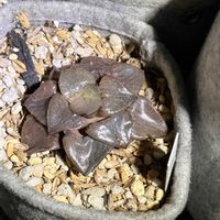 ハオルチア,トロピカルナイト,多肉植物,ハオルチア属,多肉植物のある暮らしの画像