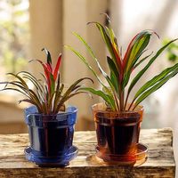 コルジリネ,コルジリネspレッド,コルジリネ.Tクリスタルの画像