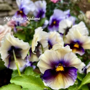 パンジー,パンジー,ベランダガーデン,꒰ღ˘◡˘ற꒱かわゅ~,素敵の画像