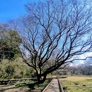 エノキ,エノキ,木道,冬枯れの風景,野川公園自然観察園の画像