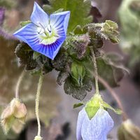オオイヌノフグリ,ハナモモ,菜の花,ペンペングサ,山野草の画像