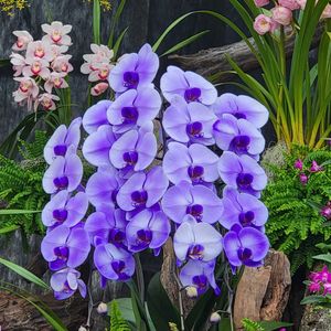 胡蝶蘭,GSのみなさんに感謝♡,ブルーメッセあきた,素敵な出会いに感謝,GSの繋がりに感謝♡の画像