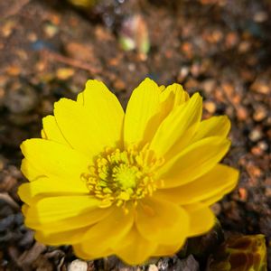 地植え,スマホ撮影,小さな庭の画像