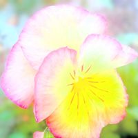 パンジー・ビオラ,パンジー,パンジー 虹色スミレ,お花,今日の花の画像