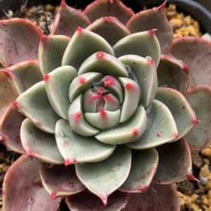 エケベリア ルドルフ,多肉植物,エケベリア属,多肉植物とサボテン,タニラーの画像