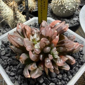 多肉植物,ハオルチア属,ハオルシア属     ,多肉中毒,ガチンコハオルチアクラブの画像