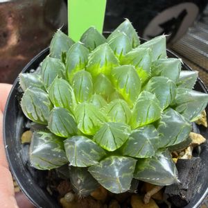 多肉植物,ハオルチア属,ハオルシア属     ,多肉中毒,ガチンコハオルチアクラブの画像