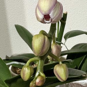 ミニ胡蝶蘭の画像