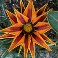 ガザニア,鉢植え,ガーデニング,花のある暮らし,緑のある暮らしの画像