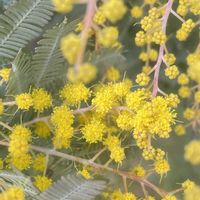 ミモザ,可愛い,咲いた！,ふわふわ,小さな幸せの画像