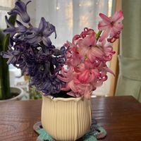 花のある暮らし,季節のお花,ヒヤシンス水耕栽培,切り花を楽しむ,花好きの画像