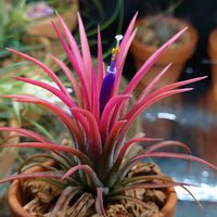 チランジア,ティランジア,イオナンタ　バリエガータ,イオナンタ　バリエガータ,エアプランツの画像