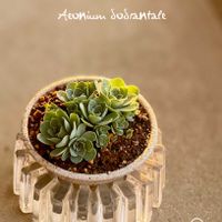 ドドランタリス,寄せ植え,多肉植物,多肉植物寄せ植え,アエオニウム属の画像