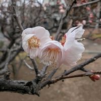 ウメ,思いのまま,梅(うめ),畑の画像