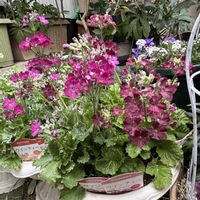 サクラソウ,プリムラ マラコイデス,ウインティー・ライムグリーン,ウインティー,ウインティー・サクラの画像