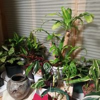 アロエ　くちべに,ありがとう,口紅アロエ,皆さんに感謝,癒される〜〜♡の画像