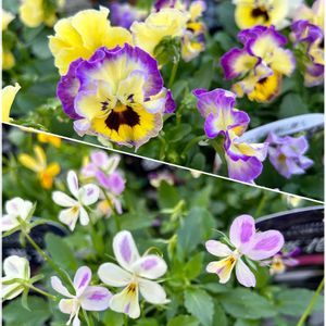 パンジー,ハーブ園,今日のお花の画像