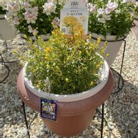 タゲテス・ゴールドメダル,タゲテス・ゴールドメダル,タゲテス,PR,ガーデニング初心者の画像