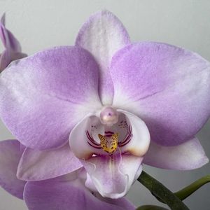 ミディ胡蝶蘭,リビングの画像