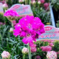 アルメリア,アルメリア(ハマカンザシ),花撮りドライブ,インターパーク店,花木センターみのりの画像