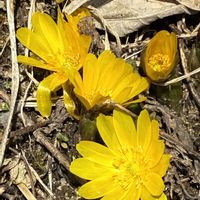 オモト,ハツユキカズラ,福寿草,リュウノヒゲ,リュウノヒゲの画像