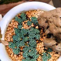 ミセバヤ,多肉植物,観葉植物,塊根植物の画像