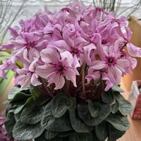 シクラメン,シクラメン イリュージア,シクラメン・イリュージア・ピンクラテ,出窓,ピンクの花の画像