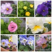 ビオラ,寄せ植え,かわいい,お庭,癒しの画像