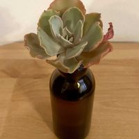 エケベリア　ラプンツェル,多肉植物,エケベリア属,多肉中毒,フリルエケの画像