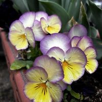 パンジー,ヒメムラサキハナナ,今日の花,今日のお花,種まき中毒の画像