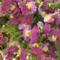 ネメシア,ありがとう❤️,小庭ガーデナー,かおりのある花,お花と暮らす幸せの画像