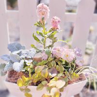 シロタエギク,ストック,リシマキア,レモン,パンジーの画像