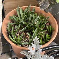 シラー,チューリップ,チューリップ,ムスカリ,シラー シベリカの画像