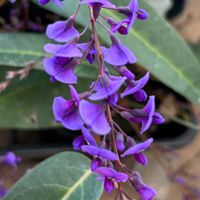 ハーデンベルギア,散歩,つる性植物,マメ科,庭木・花木の画像