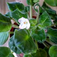 セントポーリア,可愛い花,セントポーリアの花の画像