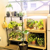 パキラ,ポトス,モンステラ,エアプランツの画像