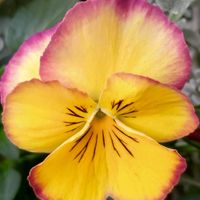 パンジー,ベランダガーデン,癒し,今日のお花,いろとりどりの画像