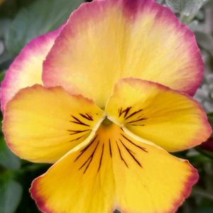 パンジー,ベランダガーデン,癒し,今日のお花,いろとりどりの画像