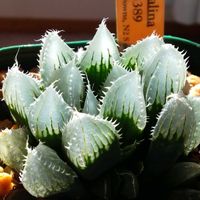 ハオルチア,ハオルチア,ハオルチア サリナ,多肉植物,ハオルチア属の画像
