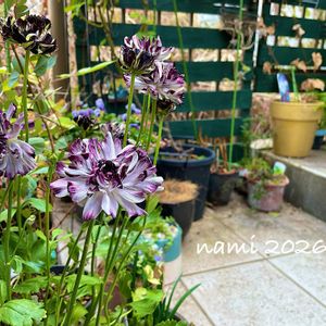 ラナンキュラス,ラナンキュラス　イカロス,放置栽培,ずぼらガーデナー,玄関アプローチの画像