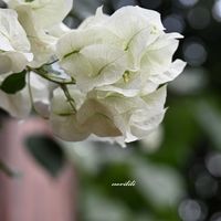 ブーゲンビリア,ブーゲンビリア 白,神戸どうぶつ王国,マクロレンズ,お出かけ先にての画像