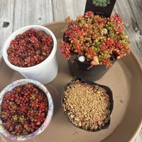 ファンクイーン,ビアホップ ,レッドベリー,マミラリア 姫春星,ロイヤルキャッスルの画像