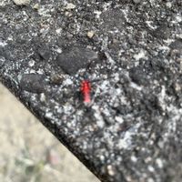 サルビアの画像