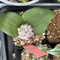 七宝樹,マッソニア ジャスミニフローラ,多肉植物,球根,セネキオ属の画像