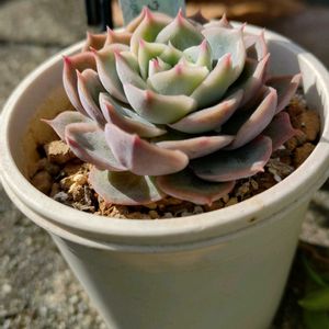 エケベリア,オウンスロー,オウンスロー,多肉植物,小さな花壇の画像