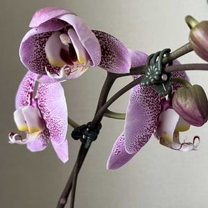 胡蝶蘭,胡蝶蘭　スパークワイン,胡蝶蘭開花しました‼️,胡蝶蘭開花中!の画像